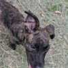 OLLIE, chiot femelle Berger Créole