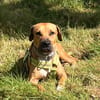 TYMAL, mâle junior Croisé Labrador