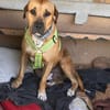 TYMAL, mâle junior Croisé Labrador