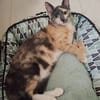 BABETH Chaton femelle type européen