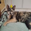 BABETH Chaton femelle type européen