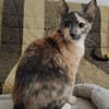 BABETH Chaton femelle type européen