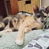 BABETH Chaton femelle type européen
