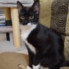 BAGHERRA, chaton femelle type européen