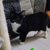 BAGHERRA, chaton femelle type européen