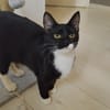 BAGHERRA, chaton femelle type européen