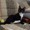 BAGHERRA, chaton femelle type européen