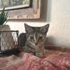 LINE, chaton femelle type Européen