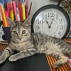 LINE, chaton femelle type Européen