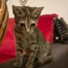 LINE, chaton femelle type Européen