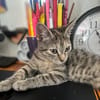 LINE, chaton femelle type Européen