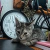 LINE, chaton femelle type Européen