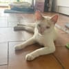 PARIS, chatte type européen