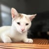 PARIS, chatte type européen
