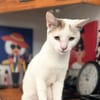 PARIS, chatte type européen