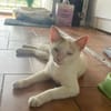 PARIS, chatte type européen