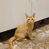 PELUCHON, Chaton mâle européen