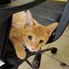 PELUCHON, Chaton mâle européen