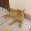 PELUCHON, Chaton mâle européen