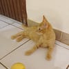 PELUCHON, Chaton mâle européen
