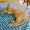 PELUCHON, Chaton mâle européen