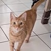 PRALINE, Chatte type européen