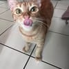 PRALINE, Chatte type européen