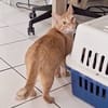 PRALINE, Chatte type européen
