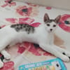 TWIX , chaton mâle type européen