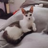 TWIX , chaton mâle type européen