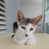 TWIX , chaton mâle type européen