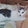 TWIX , chaton mâle type européen