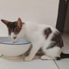 TWIX , chaton mâle type européen