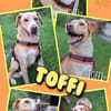 sanfte liebe Toffi auf PS in 38122