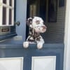 Marshall sucht ein Zuhause