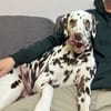 Marshall sucht ein Zuhause