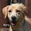 MARY