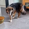 Muffin -wünscht sich ihr eigenes Zuhause