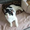 Monkey sucht mit Freigang