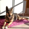 Schmusehündin Kira aus dem Tierschutz bei München!