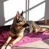 Schmusehündin Kira aus dem Tierschutz bei München!