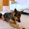 Schmusehündin Kira aus dem Tierschutz bei München!