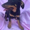 Cola-kleine Welpin, 4 Monate alt sucht eine Familie