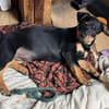 Cola-kleine Welpin, 4 Monate alt sucht eine Familie