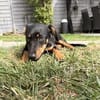 Cola-kleine Welpin, 4 Monate alt sucht eine Familie
