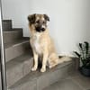 Lustiger Scooby