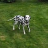 Millie sucht ein erfahrenes Zuhause