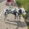 Millie sucht ein erfahrenes Zuhause