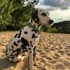 Millie sucht ein erfahrenes Zuhause