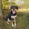 Nero sucht sein Zuhause